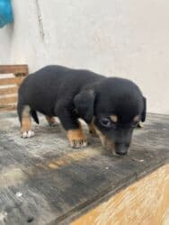 it satisi 2020: 2 ay, Erkek — 7