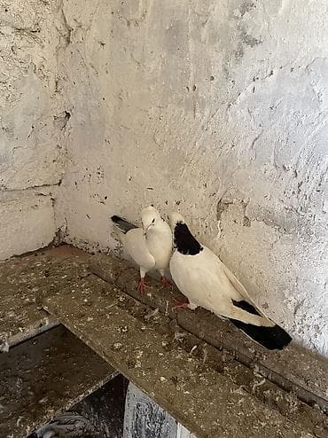 masalli goyercini: Bır cut boynu güllü satılır real alıcıya endırım olacak — 2