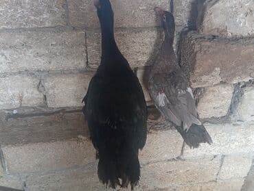 kənd cucələri: Erkək, | Lal ördək, Ətlik, Ünvandan götürmə — 3