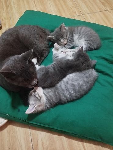 it pisik sekilleri: Yaxşı əllərə — 2