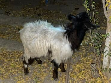 balasına sud verməyən qoyun necə adlanır: Çəpişdər satılır 2 denedi — 5