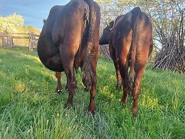 sort inekler: Qırmizi inəyin altındakı bala Erkey 6 balasıdir8 litr süd verir.Qara — 4