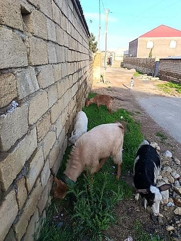 afçarka balası: Məhsul: Keçi (yerli və Mursiano) 2 dişi 1erkək di. 2 yaşları var — 2