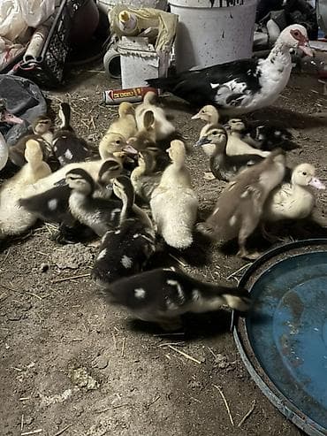 ördeyler: Satılır 39 ədəd mulard ördək. Təsərrüfat şəraitində böyüdülüb, sağlam — 4