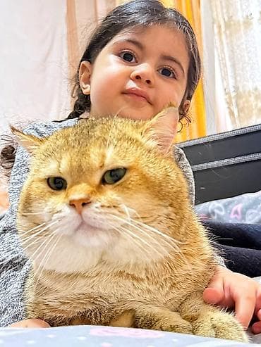 heyvanlar: Britan pişiyi, Qızılı şinşilla (Golden Chinchilla ny25) 1 yaşlı erkək — 4