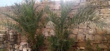 Qapıların quraşdırılması, montajı: Xurma palması fidanları - Növ: Phoenix dactylifera (xurma palması) - — 3