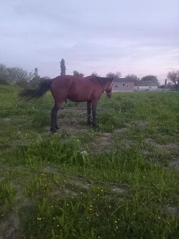 Quşlar: Erkək, il: 5, Ünvandan götürmə — 2