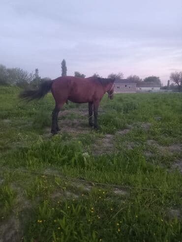 Erkək, il: 4, Ünvandan götürmə