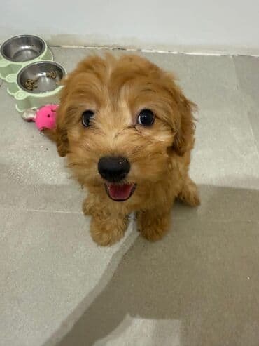 где можно купить собаку мальтипу: Пудель, 5 месяцев, Самец — 8