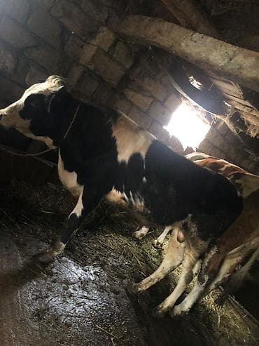 ördək bala: Ala cins erkey cönge satılır ciddi şexsler elaqe saclasın — 2
