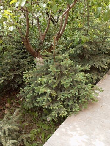 dibcək gulləri ev gulleri ve adlari: Hərkəsə salam😀 Quba ərazisində krimlovski şam ağaclarının topdan və — 6