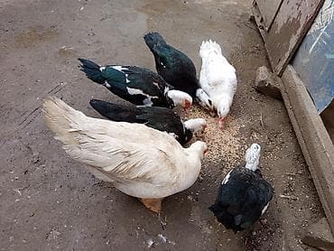 lal ordək balası: Üç erkəydi 9 dişi heyet BALACADİ SATLİR damazdiq eladi ünvan — 3