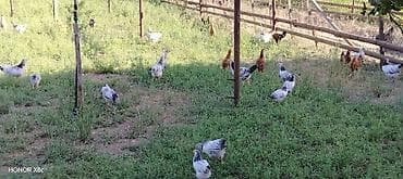 3 ayliq kend çolpasi 1 ededi 10 manat — 5