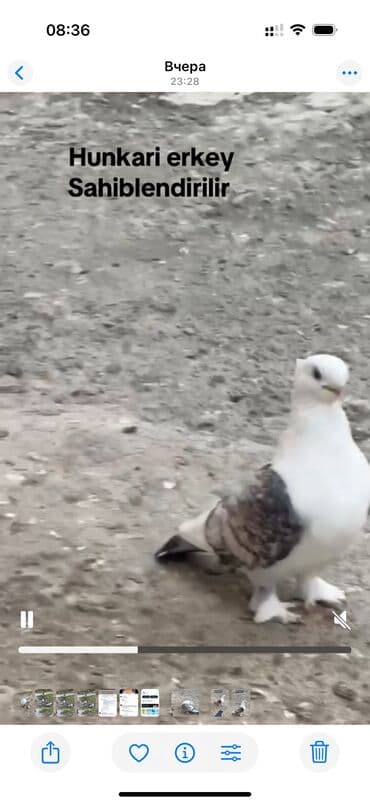 İtlər: Hunkari erkey satilir — 2