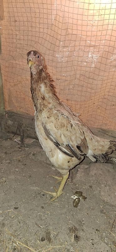 cins buzovların satışı: Toyuq, Damazlıq — 9