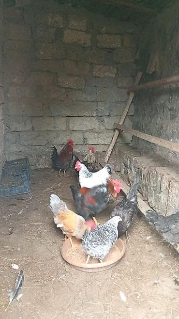 herati xoruz: Cavan aktiv. xoruzdar. satlır. ünvan Şüvəlan. qiymət. 18 man. son — 8