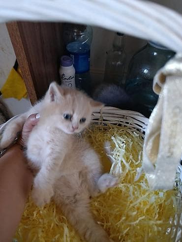 Pişiklər: Britan — 2