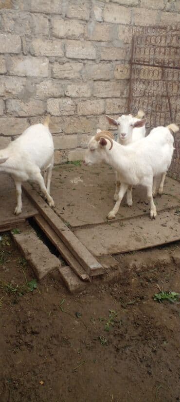 Гуси: Ağ rəngli cavan keçilər - Növ: yerli ağ keçi (erkək bala/alçaq — 4