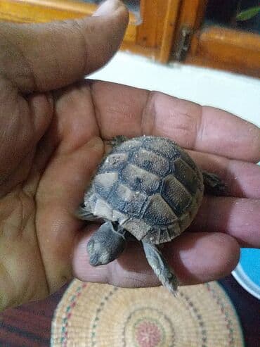 velikan dovsan satisi: Kiçik su/sahra tısbağası - Növ: Quru/sahra tipli kiçik tısbağa (yavru — 2