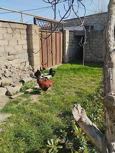 Atlar: Təsvir: - Qırmızı-qara rəngli, iri daraqlı və quyruğu parlaq tüklü — 9