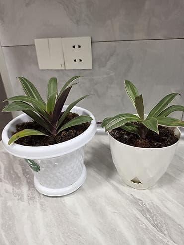 tradeskansiya bitkisi: Bir 10 manat İki ədəd dekorativ otaq bitkisi – Tradescantia spathacea — 1