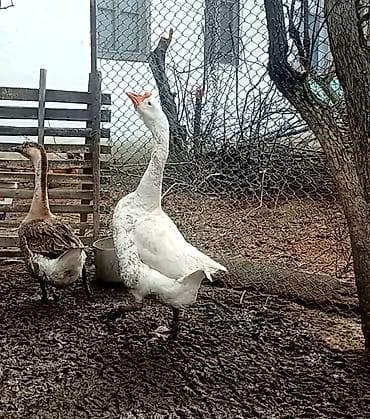 Linda-Kuban xoruz fərə satilır hazırda yumurtayır — 1