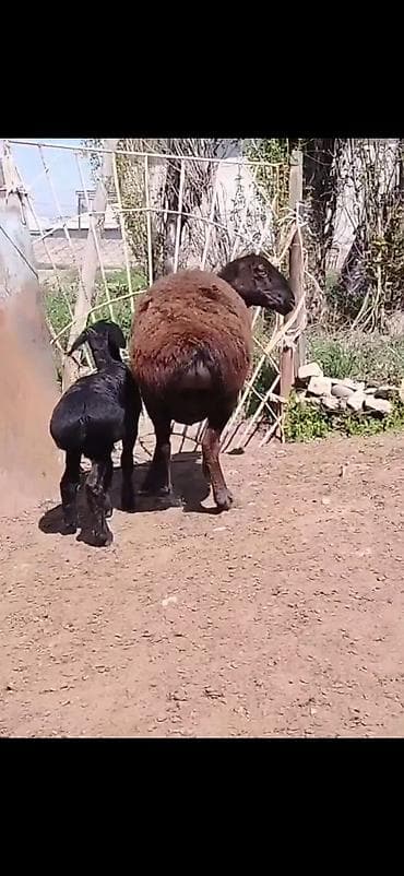 brama cucə satışı: Qoyun və quzu dəsti - Cins: ehtimalən qaragül/yerli ətlik tip — 5
