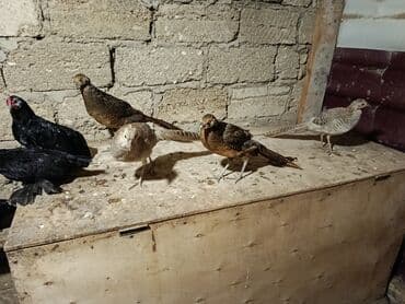 qirqovul yuvasi: Limonu qırqovullar satılır heyvanlar bir fərə bir xoruz şəklində — 3