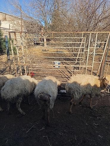 Keçilər, çəpişlər: Qoyun sürüsü satılır - Növ: yerli ətlik/südlük qoyunlar (quzu verməyə — 4