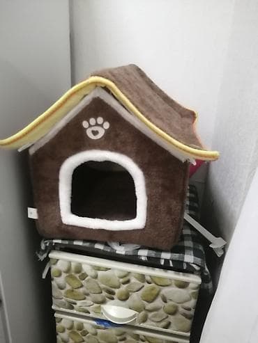 pekines balaları: Bişon Frize — 3