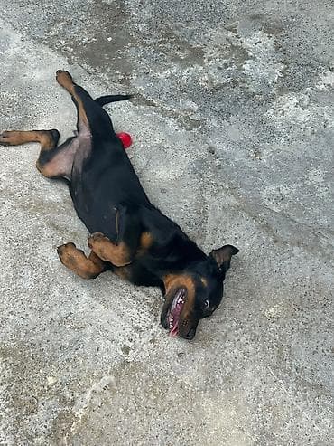 afcarka satilir: Rotveyler, 3 ay, Dişi, Peyvəndli, Ödənişli çatdırılma, Ünvandan götürmə — 4