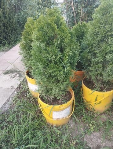 Букетные цветы: Gümüşü-boz rəngli yarpaqları olan bu evkalipt bitkiləri bağlarda və ya — 9