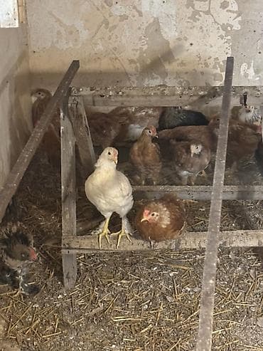 cücə satisi: Toyuq cücələri, Ətlik — 1