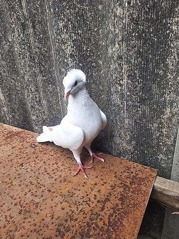 goyərcin: Ağ Kəkli Qızqın Erkəydi Qiyməti 15 Manat — 2