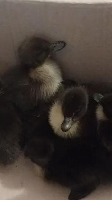 ordək yumurtası: Məhsul: Ördək balaları (qara tüklü, sinə və boyun nahiyəsində krem/ağ — 2