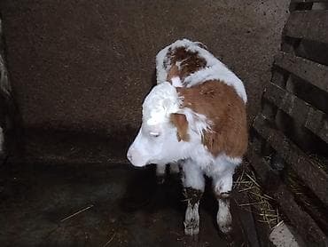 Коровы, быки: Теленок, Самка, Simental, месяцев: 2, Для разведения, Самовывоз — 1