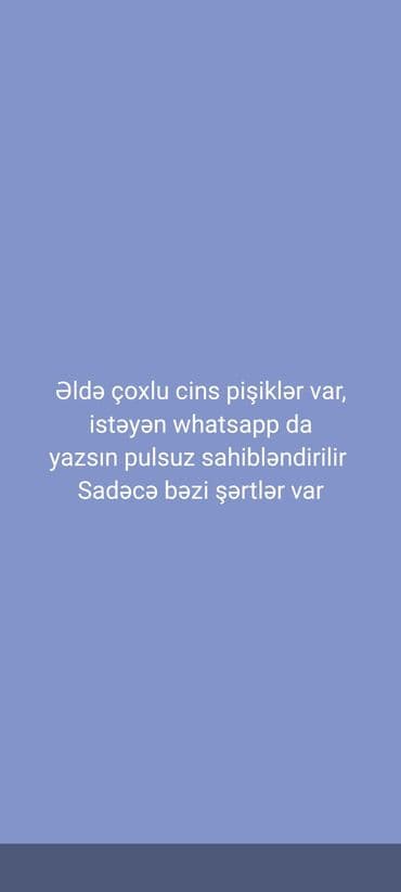 balaca pişikler: Siam, Dişi — 16