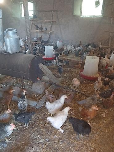 xoruzun nece rengi var: Toyuq cücələri, Ətlik — 4