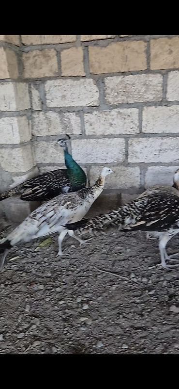 sabuncu it bazari: Qaraqanad tovuz quşu1 illik fərə xoruz tam saglamdilar göndermək — 2