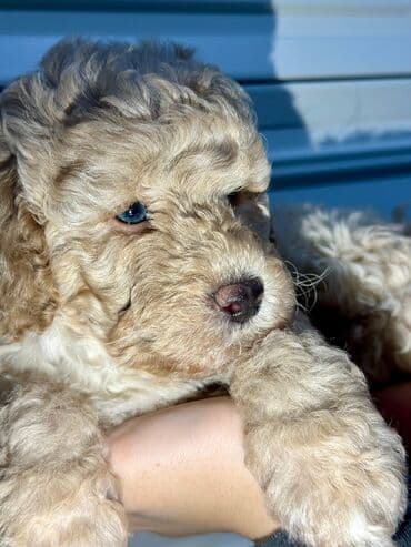 Pişiklər: Pudel — 2