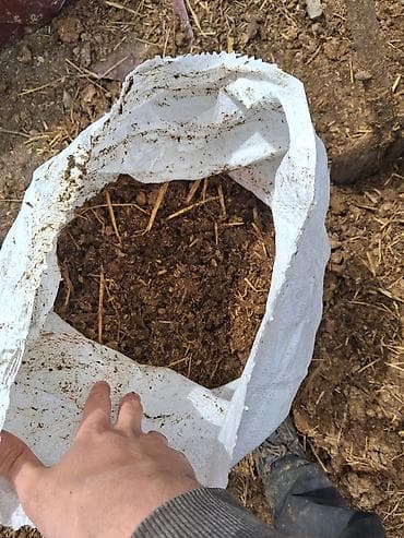 torpaq peyin: Gubre istiyenler ücün ideal peyin inek peyinidir coxdanın peyinidir — 1