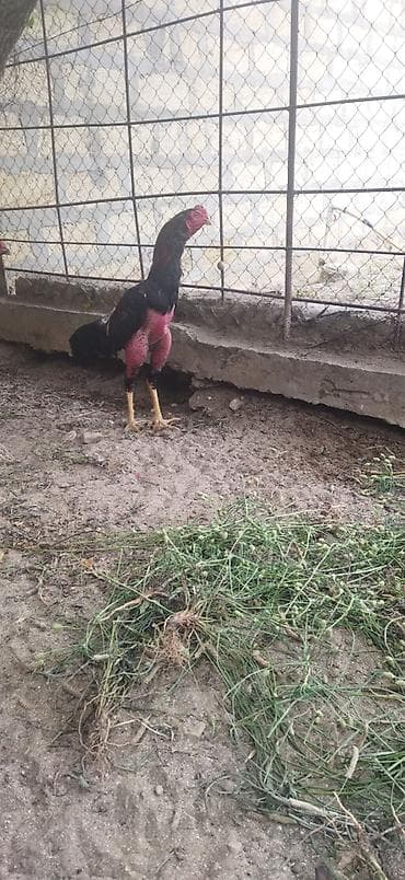 golden retriver it: Gözəl üsulu döyüşü var kimə qismət xeyirin görsün çəkisi 2400 İyulun — 1