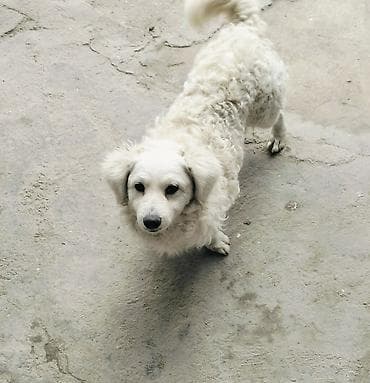 Ağ rəngli, qıvırcıq tüklü kiçik ölçülü it. Orta uzunluqda qulaqlar