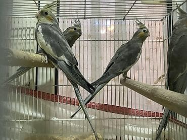 pitbull satisi: Salam Korella tutuquşuları satılır Baladılar hardasa 3-4 aylığdılar öz — 5