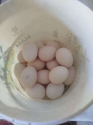 Gozel cins heyrati yumurtasi — 1