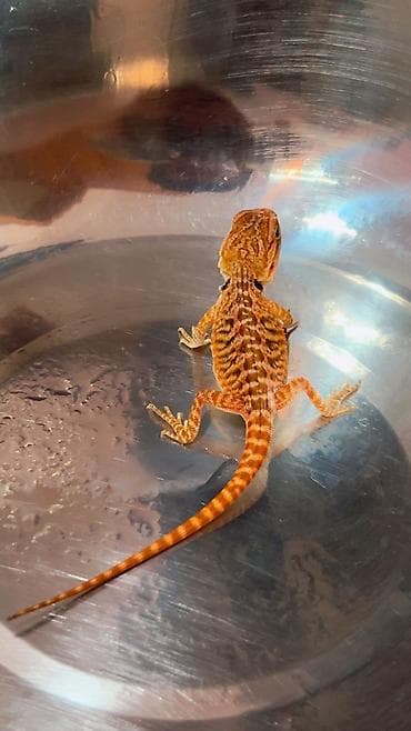 Digər heyvanlar: Bearded dragon ( aqama ) ve gecko ( eublefar ) kertenkele balalari — 4