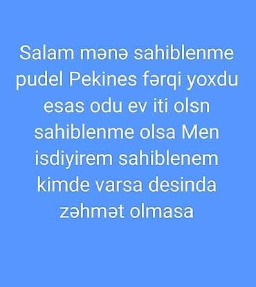 heyvan daşıma cantası: Pudel — 1