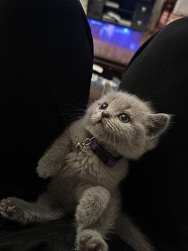 ağ pişikler: Britan, Pulsuz çatdırılma — 1