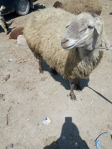 Mal-qara: Erkək, il: 2, 90 kq, Damazlıq, Ünvandan götürmə — 3