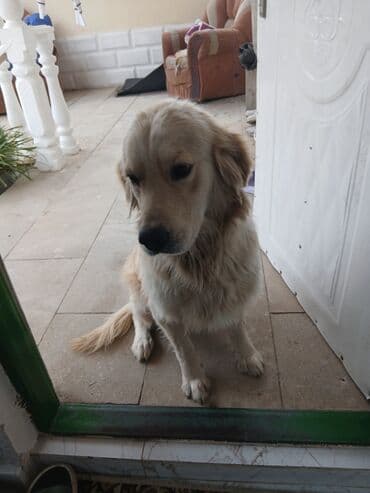 Balıqlar: Salam Golden Retriver Satiram Temiz Saf Qandir.1 Yawi var Cutlewdirib — 2